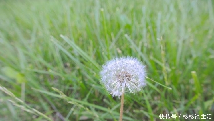 还有半个月 缘分桃花彼此遇见 偶遇今生所爱的3大生肖 粉紫色