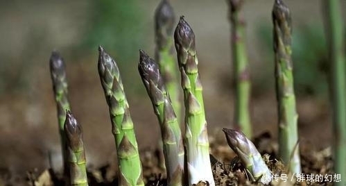 春吃芦笋好处多,买时看“4处”就够了,脆嫩又新鲜,一挑一个准