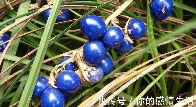 沿阶草苷|被誉为'不老药',果实像珍珠,浑身上下都是宝,你认识吗?