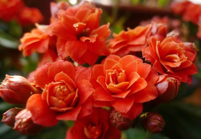 长寿花开花少教你3个“小妙招”，年年开花爆盆，养成“老桩”