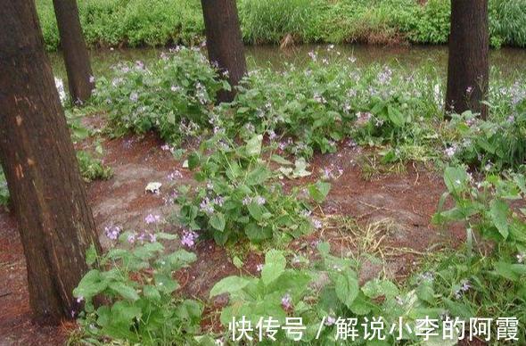 诸葛亮|生长在农村的一种野草,名字很霸气开花很美,却没人知道竟然能吃