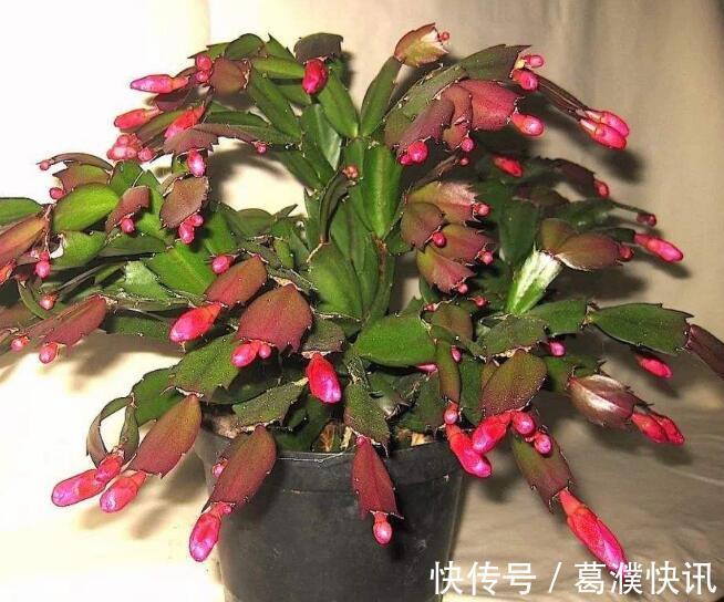 秋季蟹爪兰花期浇水就死掌握3个浇水窍门,盆底排水流畅是关键