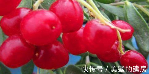 白刺果|医生爱吃的3种食物,滋养肌肤,消除炎症,爱美女性的福音