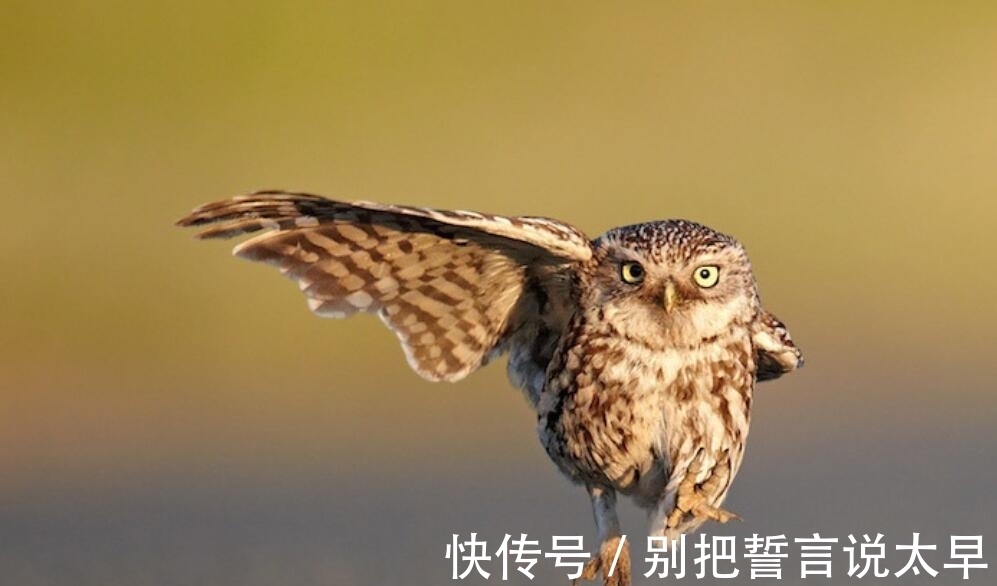 称之为不祥之鸟、报丧鸟,有科学依据吗?