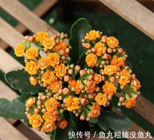花肥|最厉害的营养液：给长寿花喝一勺，花开鲜艳，花期长达180天！