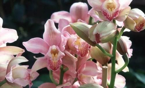 品种|花色优美的蕙兰盆栽,兰花里极其耐寒的品种