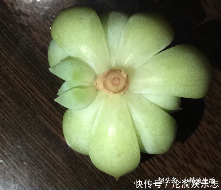 多肉|不喜水的多肉，却可以水培2种操作方法，肉肉照样出状态