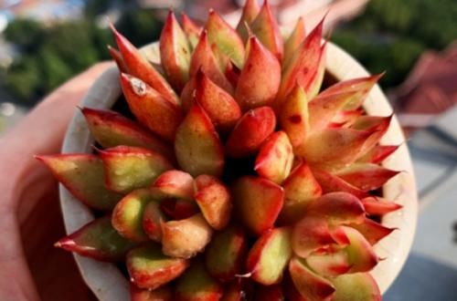 南方地区怎么养多肉植物？让养多肉7年以上的老玩家来给您说说