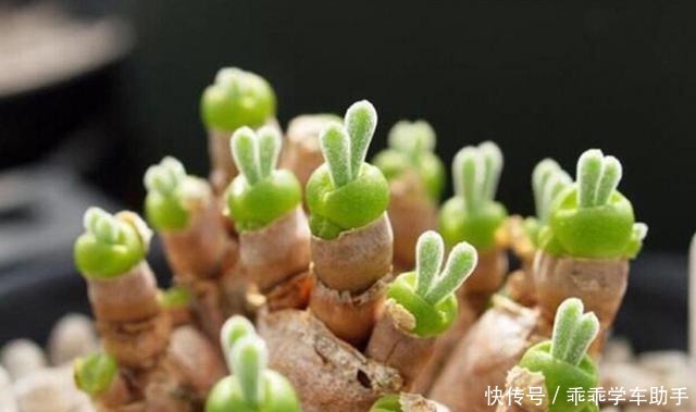 超萌的多肉植物,有的竟然长出了兔耳朵!_星图看多肉!