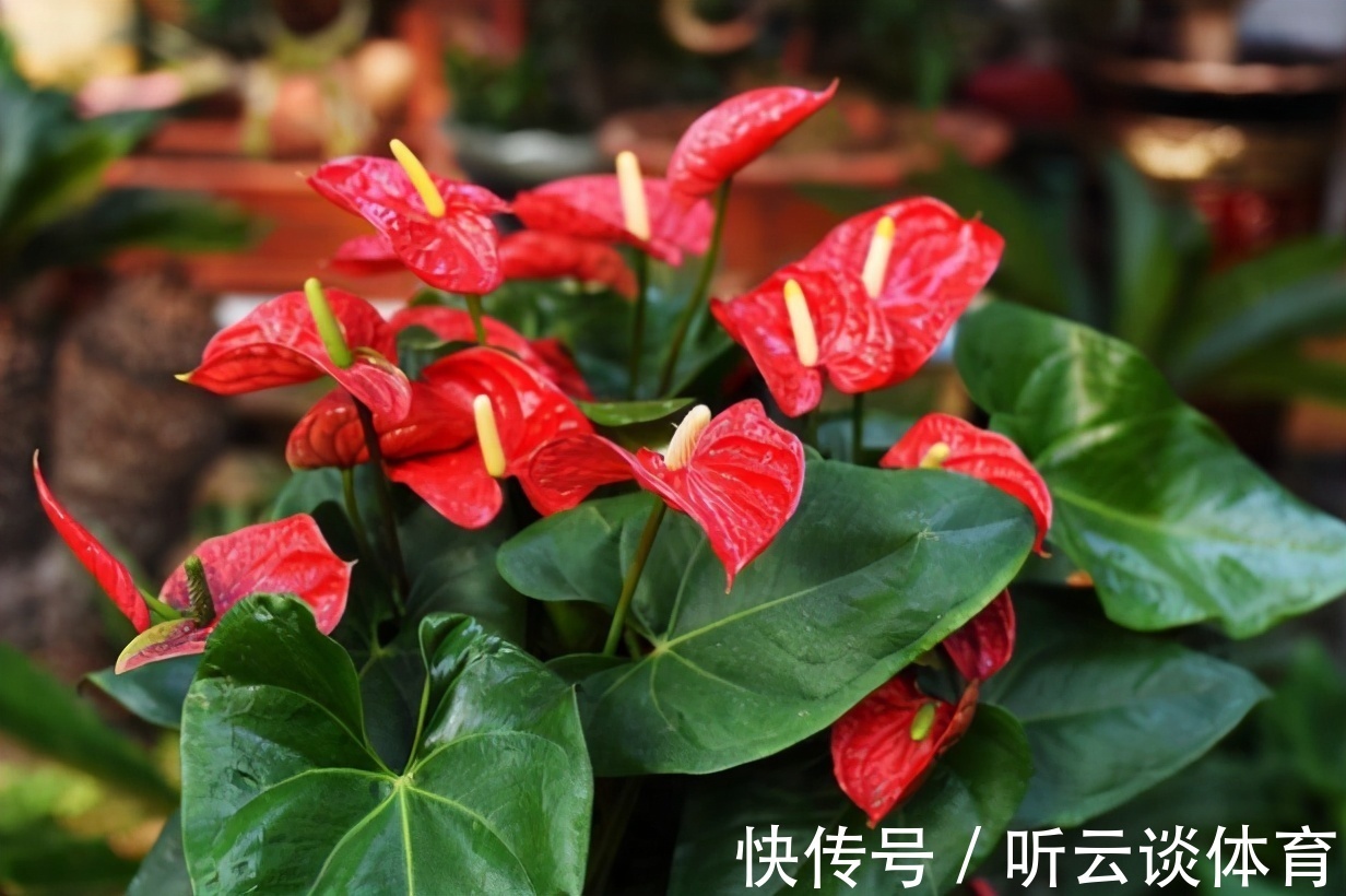 红掌|7种“吉利花”,家里养一盆,顺顺当当又漂亮,养人又旺家