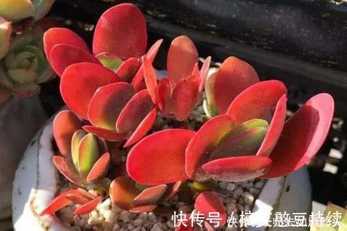 平平无奇的多肉唐印,做好几件事,叶片红艳艳,谁见了都夸美