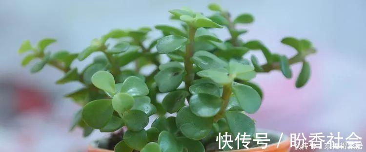 步步高|旺财又旺人的绿植,盘点8种超好寓意的盆花