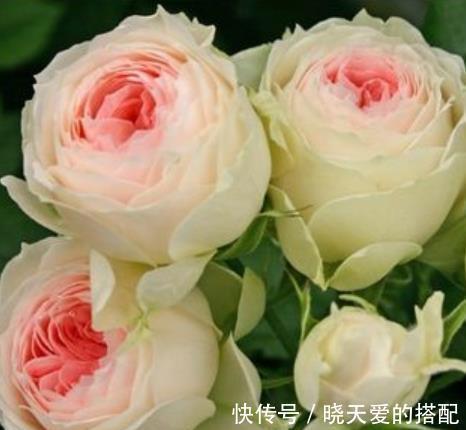 盘点十款经典月季花,每一款都是颜值搭档,总有一款深得你心
