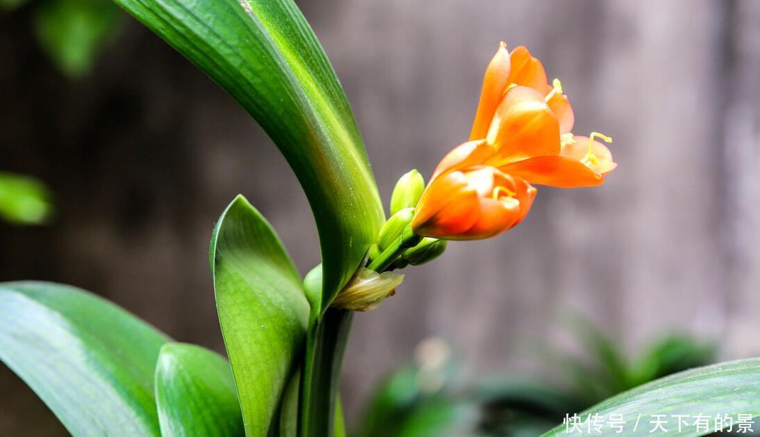 “春不出,夏不晒,秋不干,冬不湿”,君子兰的四季莳养