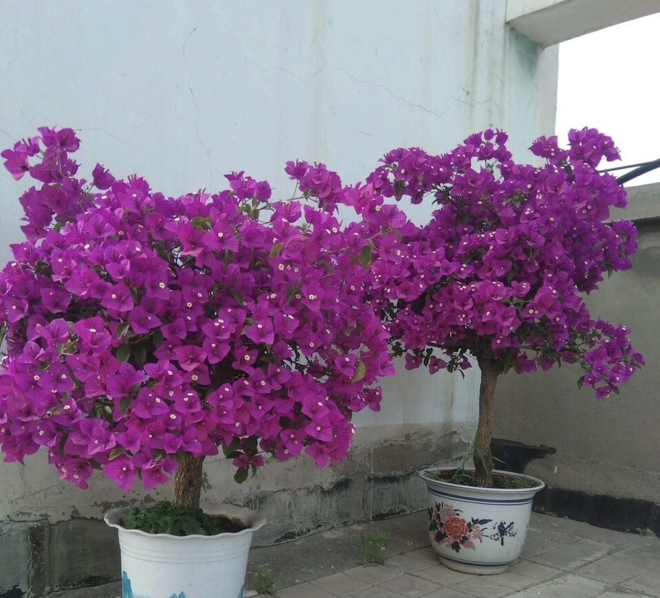 盆栽三角梅不开花,教你这“5招”花苞嗖嗖冒,一茬接一茬