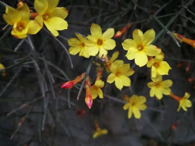 赏花地图已出，快快收藏！