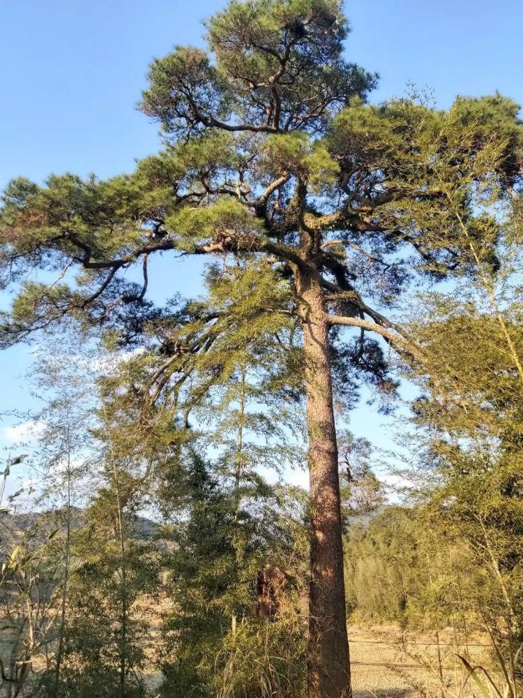 仙游游洋游春，一窗一瓦皆风景！