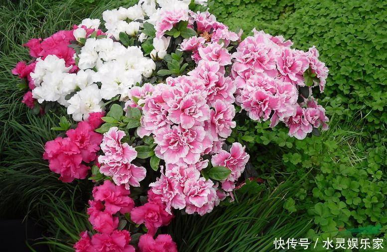 往下数|花谢后做这一步,3天窜8个芽,一个月就爆盆!