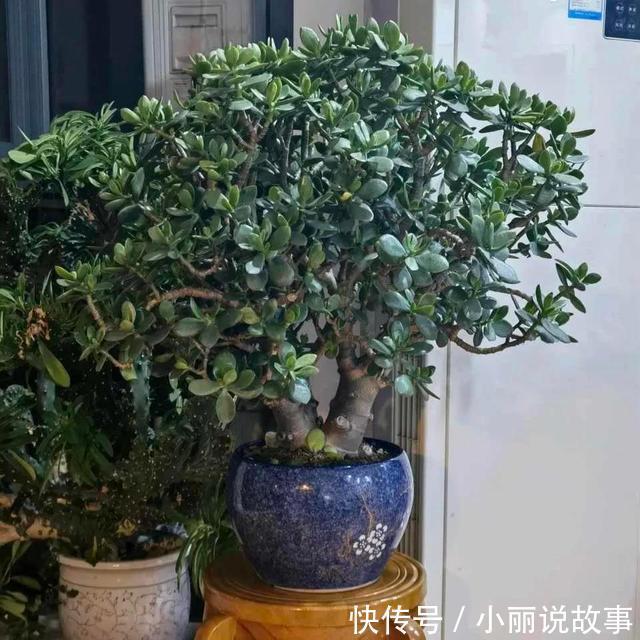 玉树这么养,整个冬天没黄叶,玉树临风,漂亮非凡!