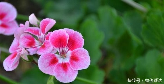 喜欢养花,就养这4种花,剪得越”狠“长得越多,香气”飘满屋“