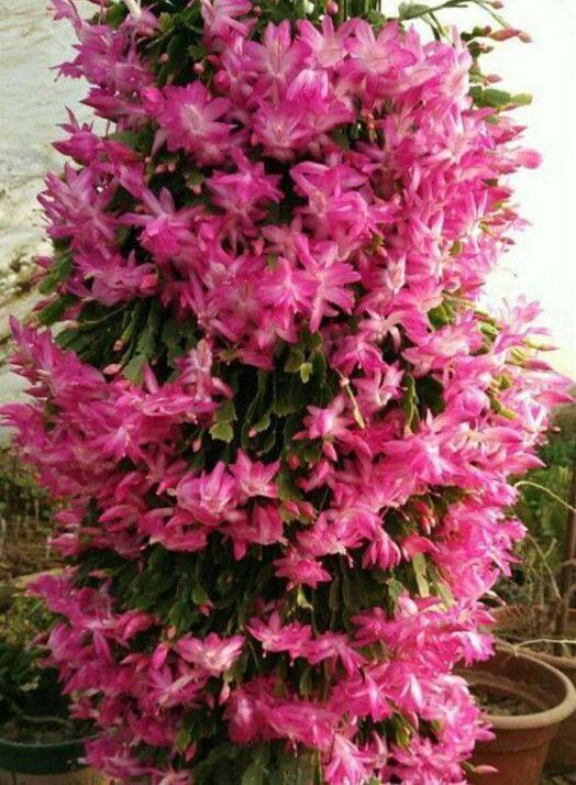 4种招财花，养一盆在家里，天天不缺钱花，好运连连来！