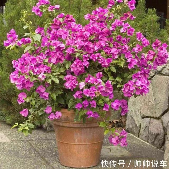 飘香藤|最爱晒太阳的8种花,越晒开花越多,阳台养几盆,开花成海