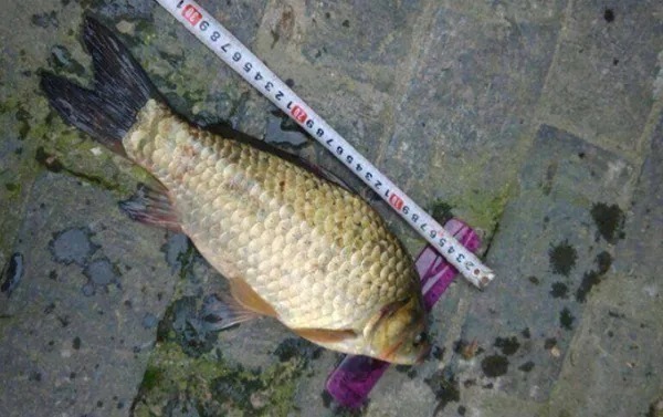 窝料|这鲫鱼钓法,我隔两三天就要用,现在想想上鱼率,那才叫一个痛快