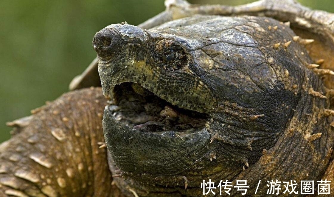 远古时期#上古奇书《山海经》不是虚构神话?书中所描述的异兽,竟真实存在