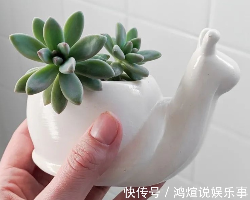 电器|渐入深秋,多肉盆栽不能再搁置在这几个地方了