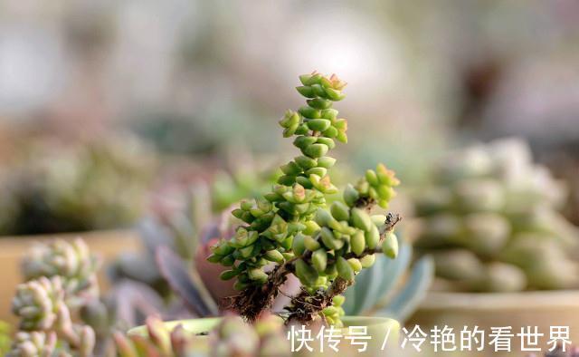 多肉小米星与钱串,十字星一家亲,出锦后也叫彩色蜡笔