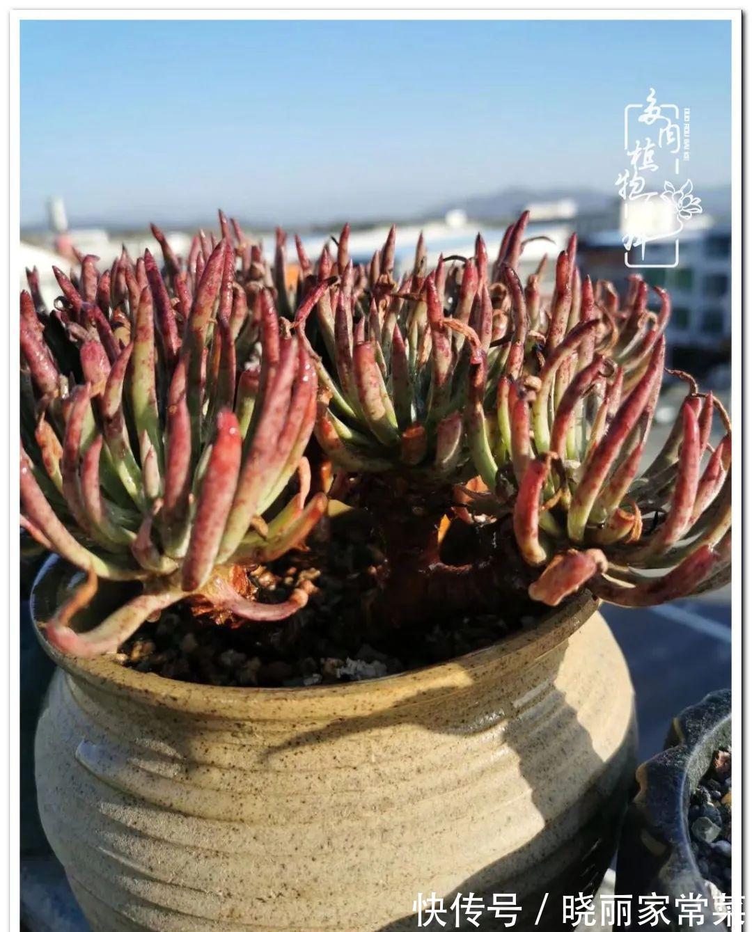 百科|多肉之路,让我沉醉,浮世三千,有肉就欢!