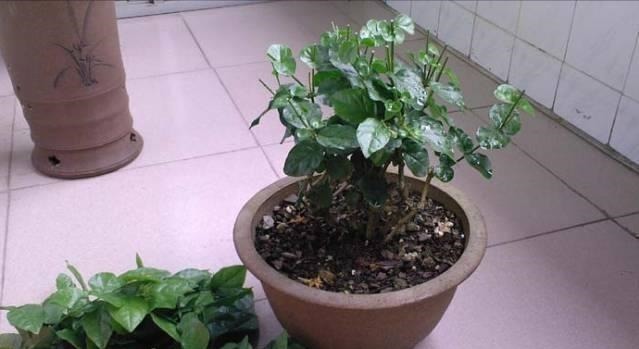 开花|6种“漂亮花”，长了就狠剪，舍不得剪害处大，耽误一年开花量