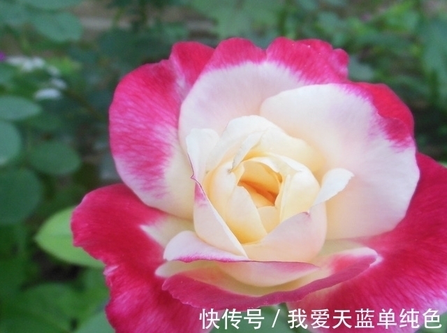 旧爱|七天后,执念不改,情深以致,回首旧爱,只念将来,成功指日可待