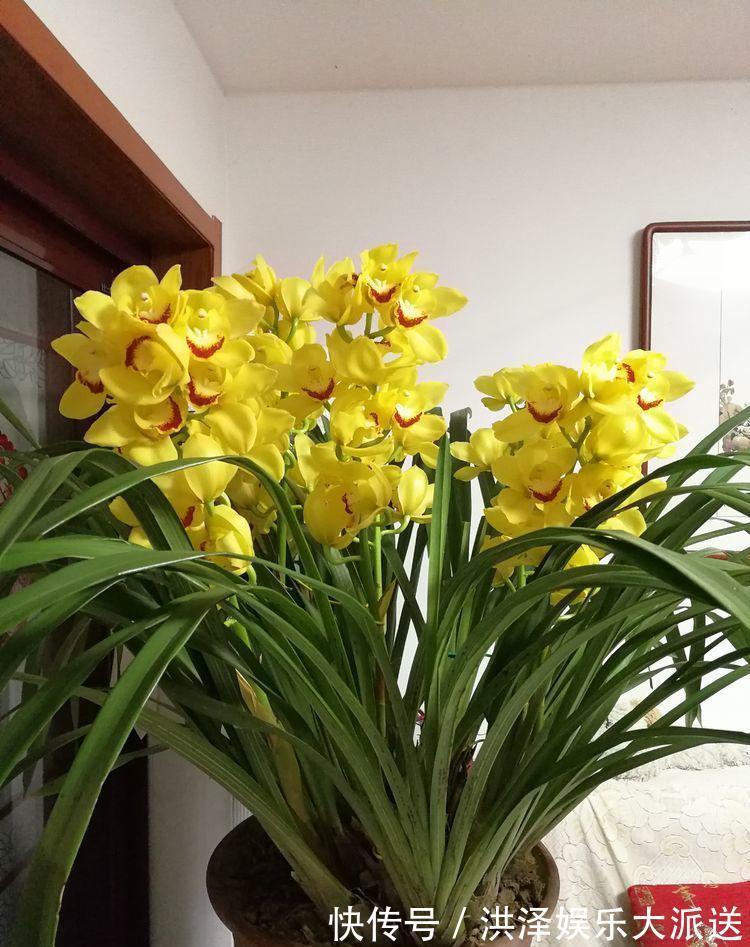 最适合新手养的4种花,沾土就能活,开花就爆盆,不易生病好养护