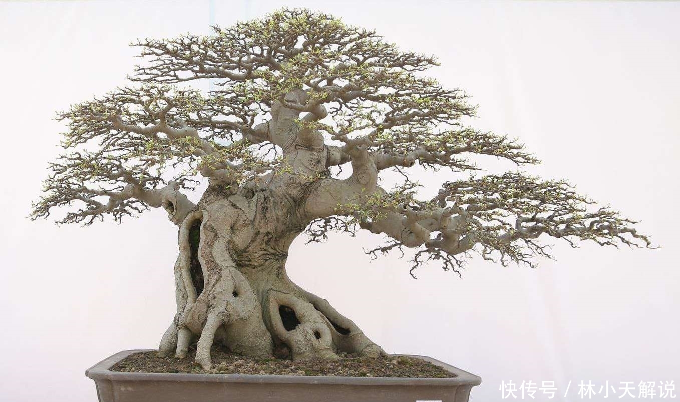 玩盆景重在养坯，养坯阶段的5件事不能急于求成，不然会适得其反