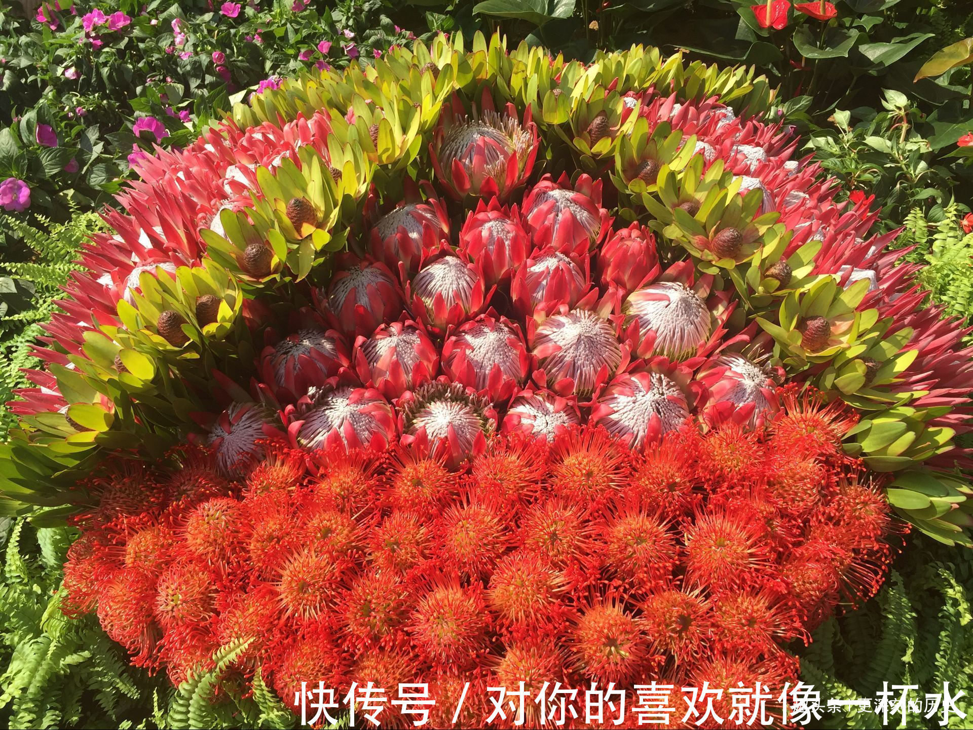 此花号称花中之王，被誉为全世界最富贵华丽的鲜花，是富贵的花