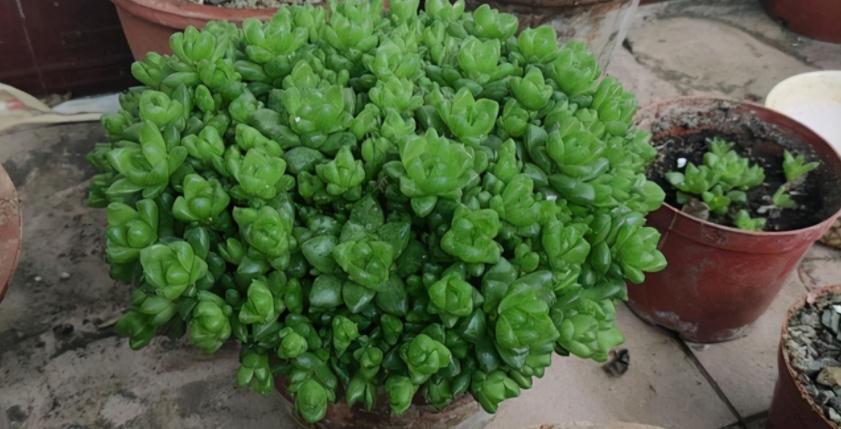 邻居小妹养多肉,少有烂根虫害问题发生,全赖这些地方把控严密