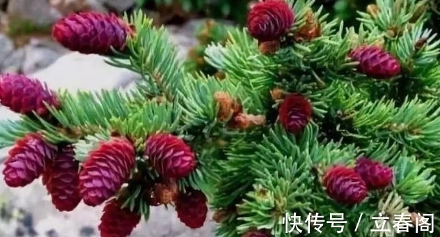 松科|你知道这是什么花吗？其实，你家山上就有，只是没有在意