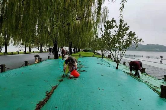 复播|白堤复播草坪绿意葱茏