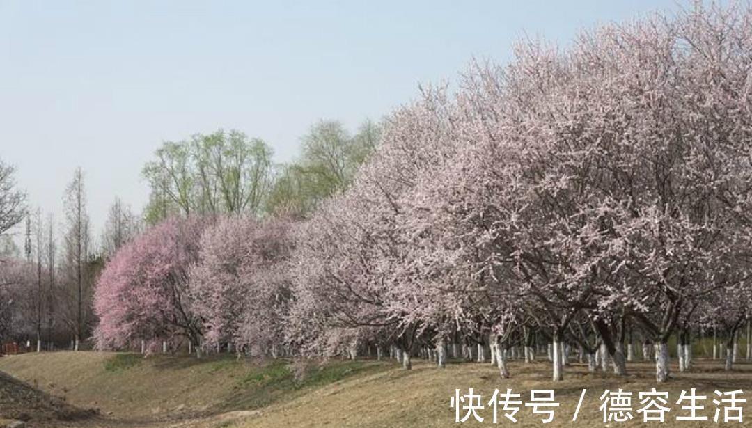 空谷清音&辛弃疾一首高水平之作，通篇美得令人惊艳，值得我们一读再读！