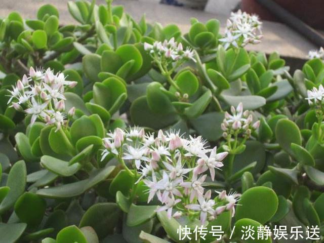 小花|玉树枝条粗壮，叶片肥嘟嘟，这样养，更加大气！