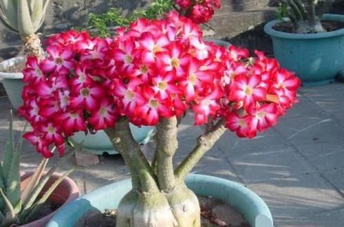  不用|比仙人掌还耐活的花，几乎全年不用浇水，花色艳丽，花期长8个月