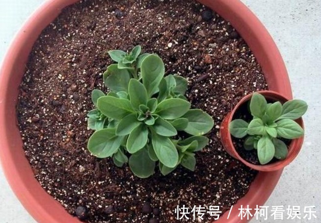 仕途|花期时间比较长的4种花，寓意“仕途长长久久”，很多人已经在养