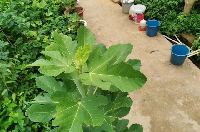 无花果品种,意大利蜜(绿)介绍