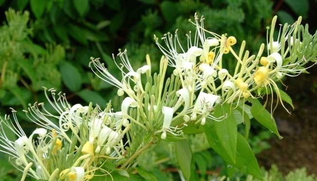 喜欢在家中养护花卉，就选择花色吉祥美好，观赏价值高的花卉，美