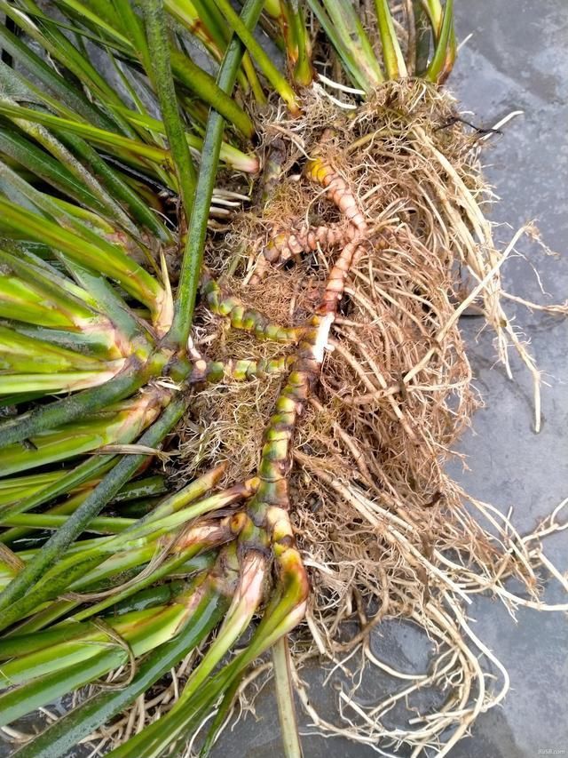 溪水边|农村这种野草,农家人当野草喂猪,殊不知可入药,价值非常珍贵