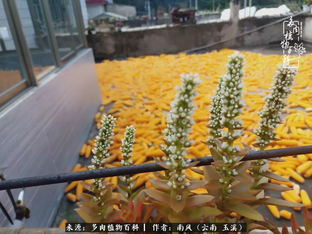 从小喜欢绿植，后来遇见多肉，情不知所起，那就再接再厉！