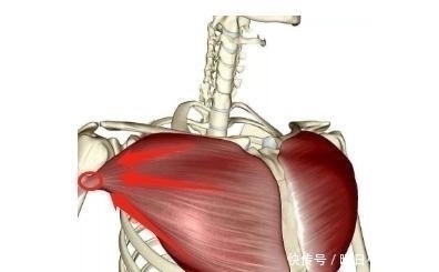 双杠臂|新手都在做俯卧撑,老手却拿双杠臂屈伸练胸,这两个动作差在哪