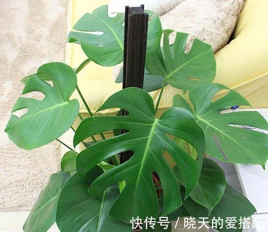 养殖|龟背竹有毒吗可以放在室内养吗,家中养殖龟背竹需要注意哪些事项