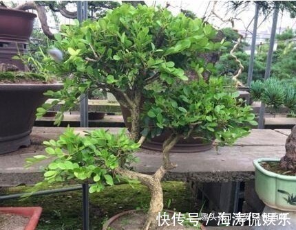 老桩|聪明人喜欢“2绿植”,养人还旺财,枝条变老后,就成“镇家宝”